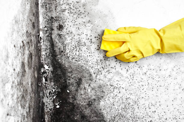 Best Bathroom Mold Remediation in Elkton, VA