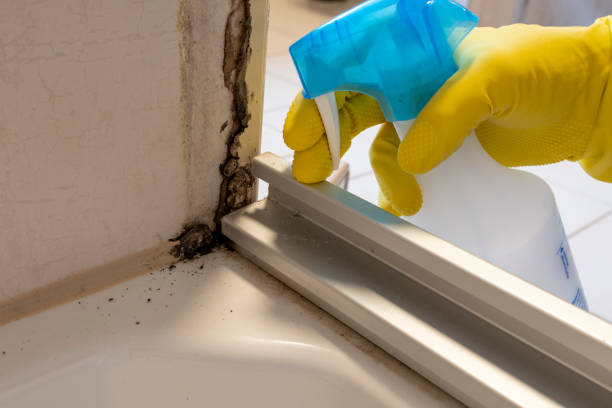Best Mold Testing and Inspection Services in Elkton, VA