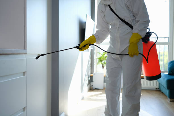 Best Insurance-Related Mold Remediation in Elkton, VA