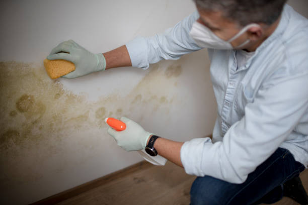 Best Basement Mold Remediation in Elkton, VA