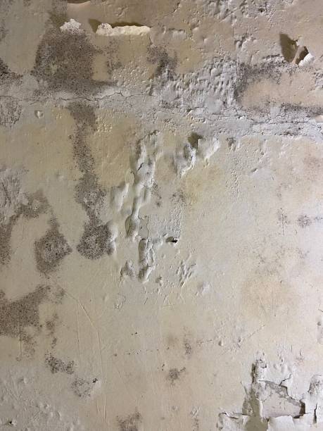 Best White Mold Remediation in Elkton, VA