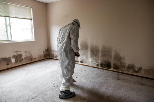 Best Industrial Mold Remediation in Elkton, VA