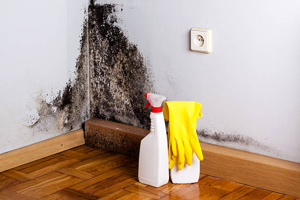 Best HVAC Mold Remediation in Elkton, VA