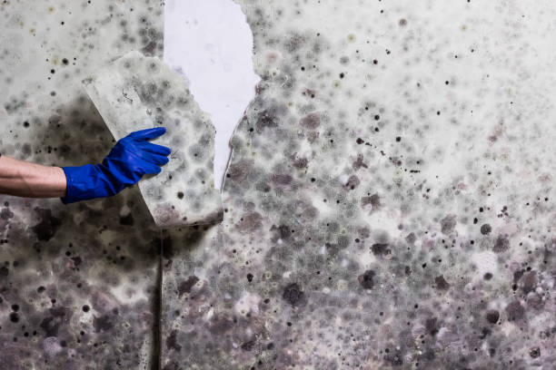 Best Residential Mold Remediation in Elkton, VA